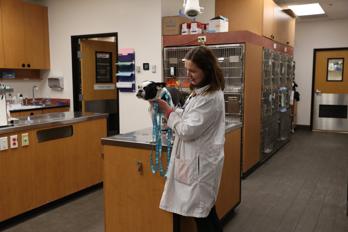 Dogs age quickly, so their medical needs are always evolving. Stay ahead of this process with ongoing preventive care so they can have happy lives. Learn more here: banfield.com/pet-healthcare…