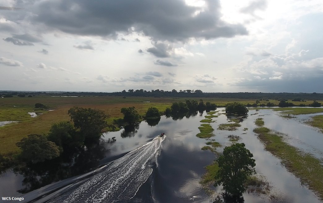 unep_espanol's tweet photo. Las turberas son humedales que concentran el doble de #carbono que todos los bosques del 🌎. La más grande se encuentra en la cuenca del Congo. Conoce los esfuerzos para protegerla. https://t.co/U274W9DThH https://t.co/SEexgS35Z7