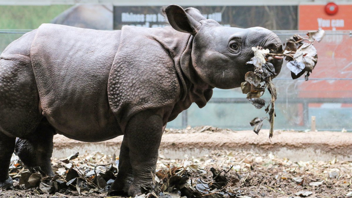 TheTorontoZoo's tweet photo. Our not-so-little Kiran turns 3 months old today 🎉🦏

Weighing 475lbs, our greater one-horned rhino calf has now tripled his birth weight! Checkout more of his #RhinoDiaries update here: https://t.co/QGKrlyvDgZ https://t.co/AffwWuSqku