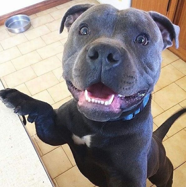 PitLoveOfficial's tweet photo. He's happy and excited for his meal. .
🐶😁😂

@SoloPitbullES #Pitbulls #DogLover https://t.co/xMUkwwBwJ5