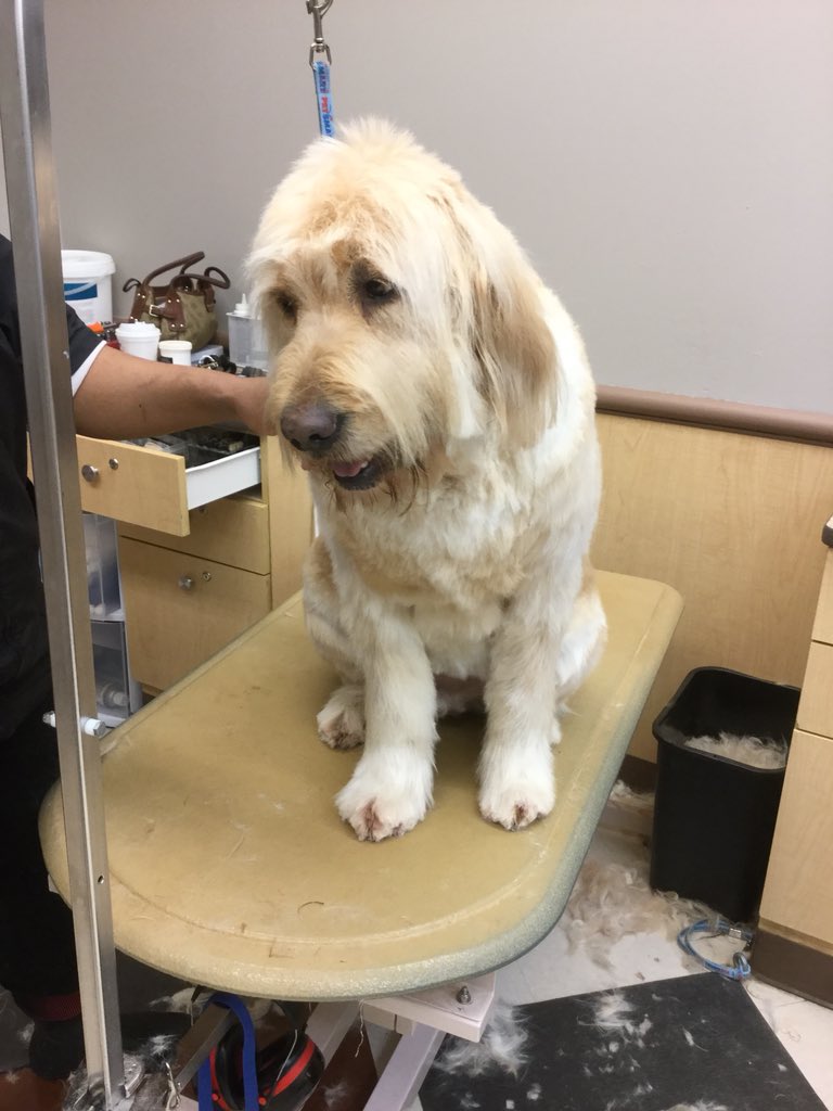 #Extrememakeover done by Angie #cny #northeastgrooming