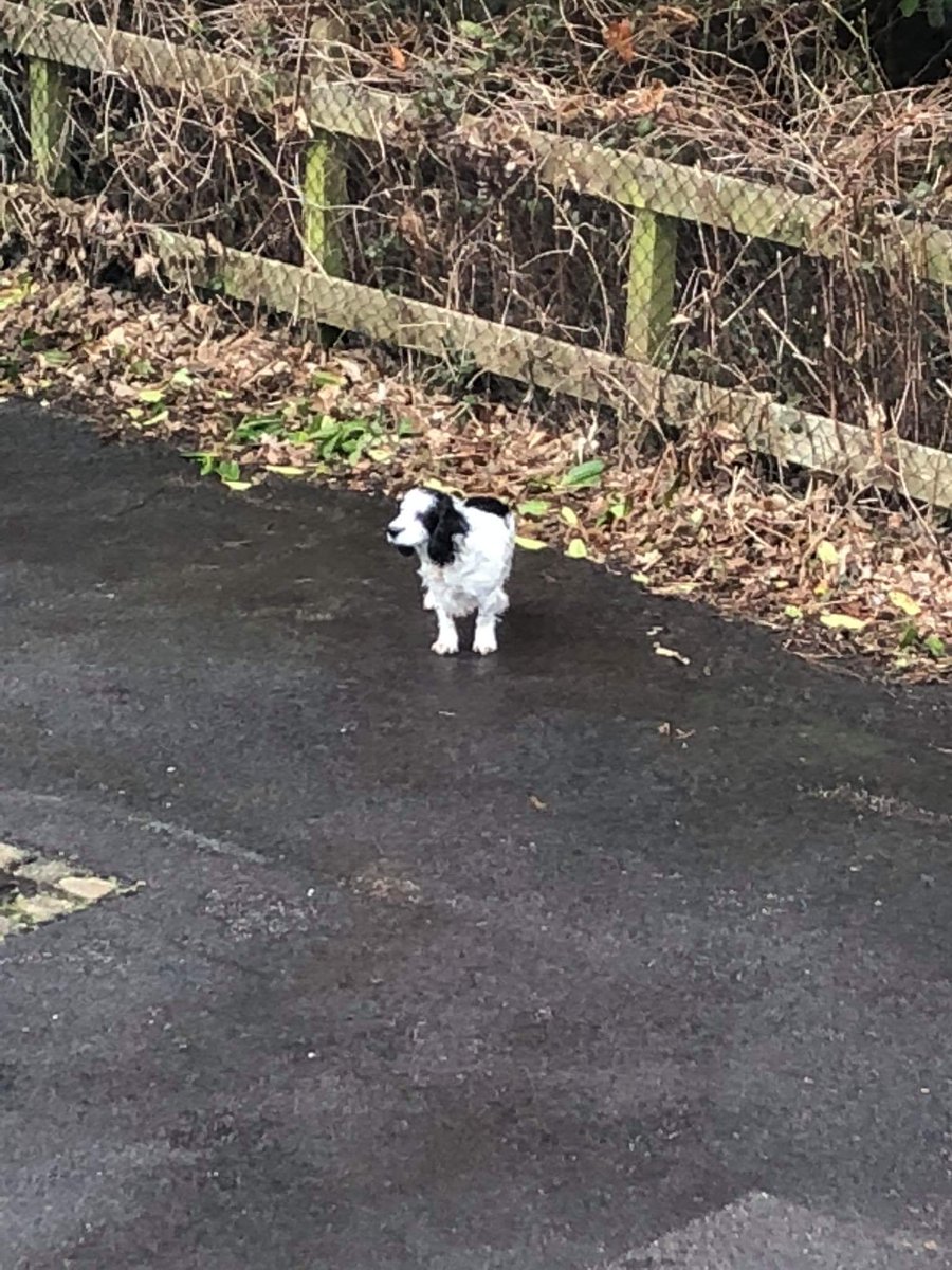 #Southampton, #UK, not one of #findsixspaniels but hoping someone will recognize and help confine this lovely #cockerspaniel #sighting #cocker