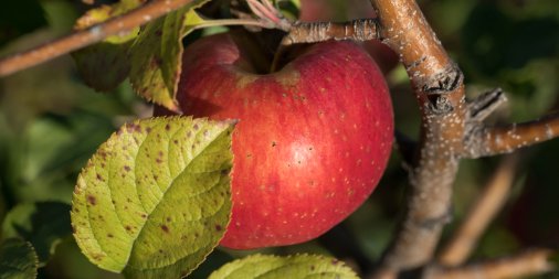 EverCrispApple's tweet photo. 🚨Monthly Amazon Gift Card Giveaway! 🚨To enter, tell us why you love #EverCrisp! 🍎 https://t.co/FD2mMXQmB6