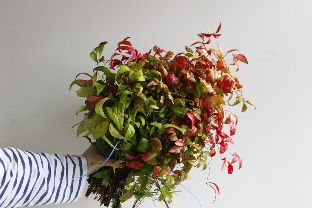 We bought this incredible flaming red and green foliage at the market yesterday and not a single trader knew what it was called. So we are hoping one of you lovely people might know?