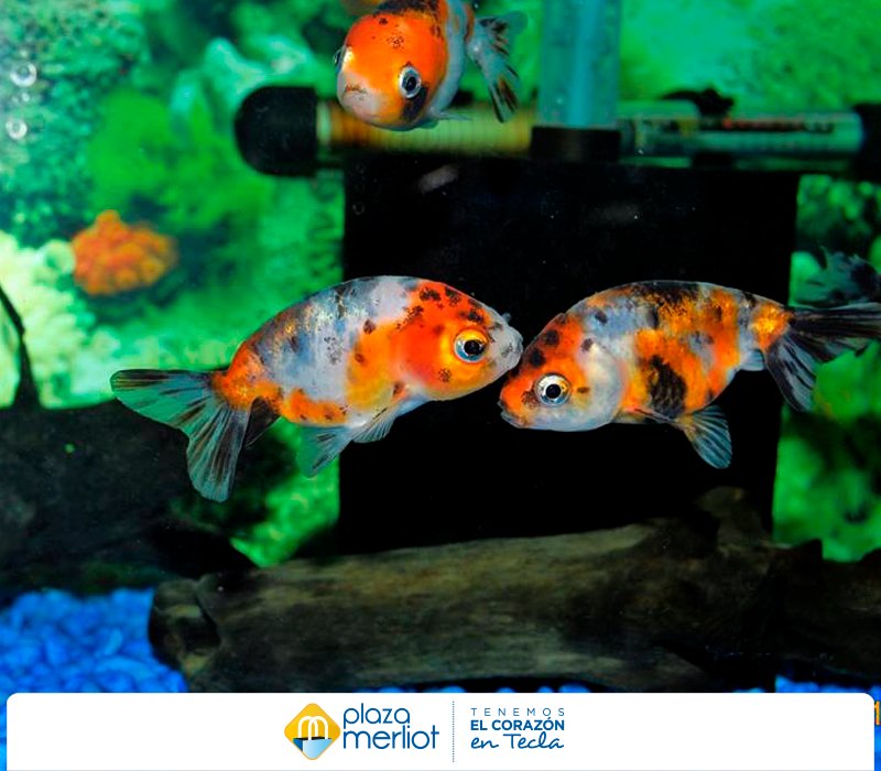 Mascotas que llenarán de vida y de color tu hogar. #AcuarioParadiseTropicalFish