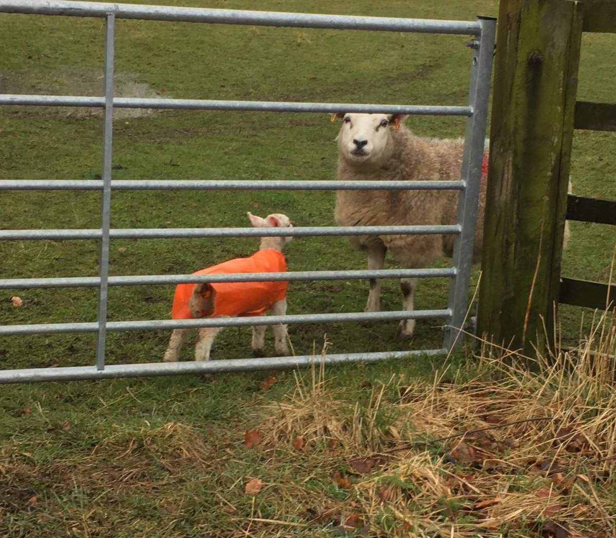 nickyjfurniture's tweet photo. Love that the local farmer popped a makeshift raincoat on this tiny lamb. Had to photo on way home today. πππ #flippingweather #brrrrrrrrrrr https://t.co/AFirqsGHlc