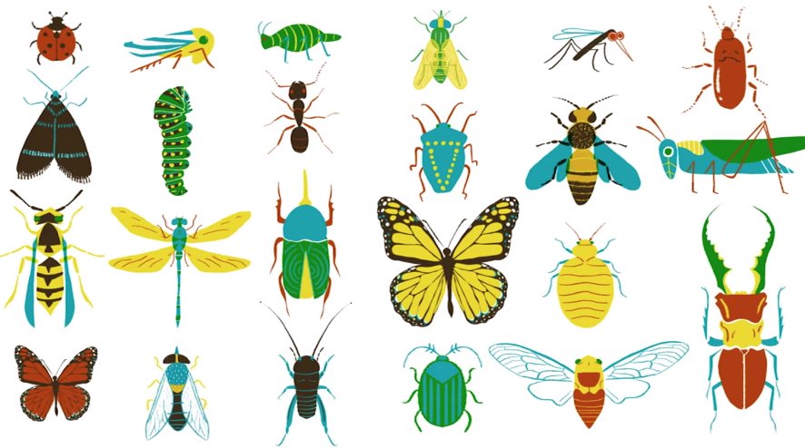 thekidshouldsee's tweet photo. A simple way to tell insects apart: 🐞🦋🐝 Look at their mouthparts. #video https://t.co/VLL0C90GKA https://t.co/G1GMjwQUWc