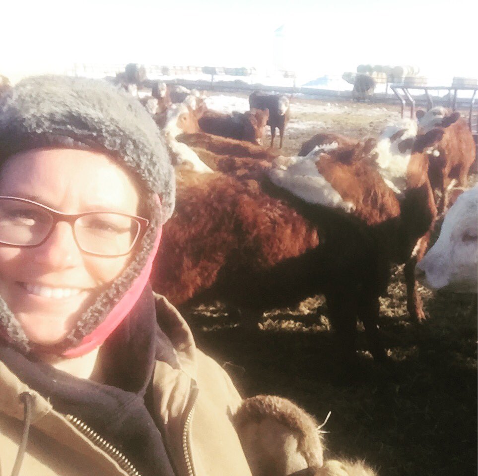 whiskeycreek_AB's tweet photo. While my chore look could use some help, those heifers are looking fiiiiine! #heiferlove #replacements #simmentalx #ranchlife #CDNbeef https://t.co/5gJTxDzKYH
