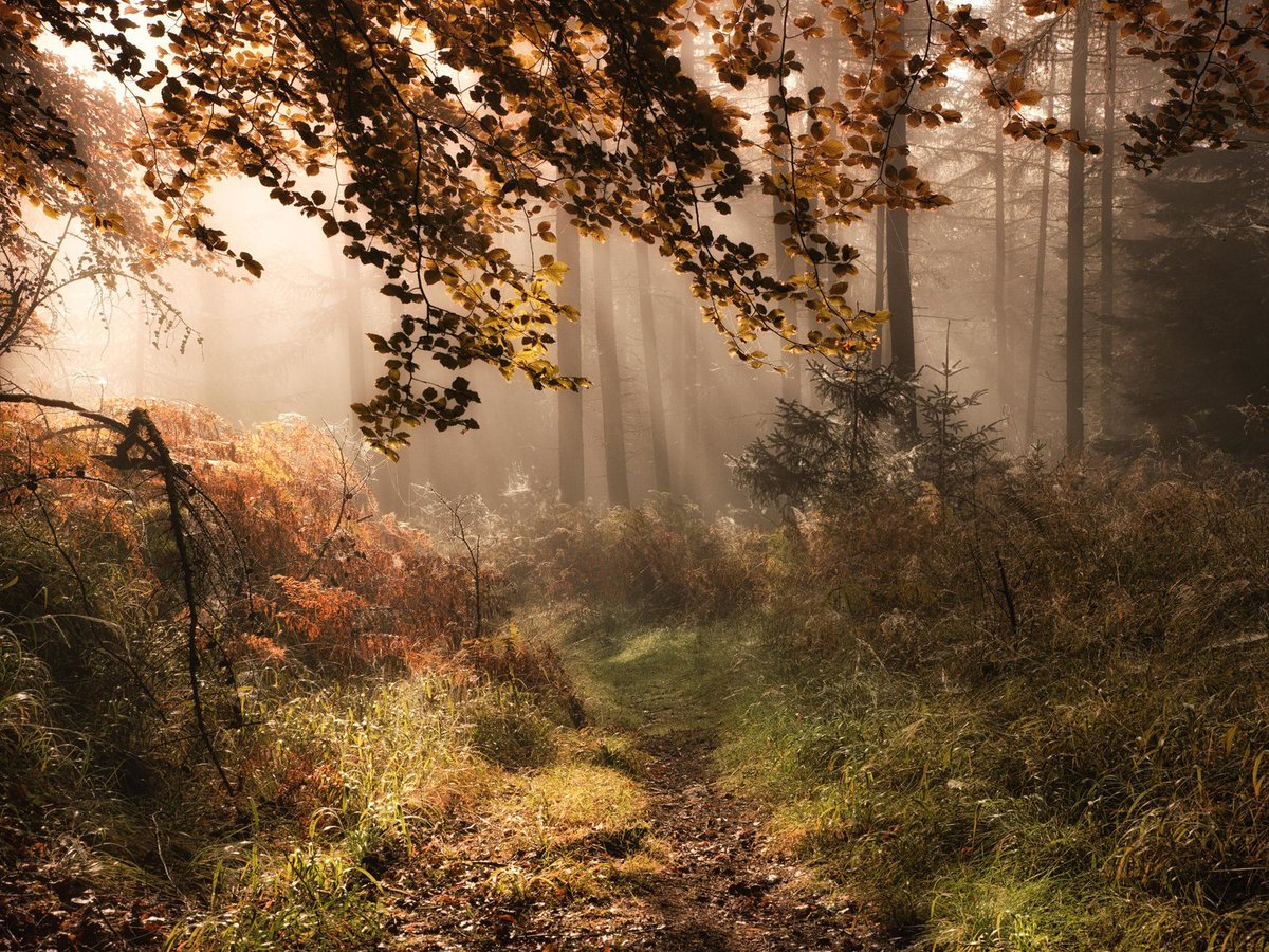 Forest Bathing: How Trees Can Help You Find Health and Happiness. n.pr/2GtS6Ns #forestbathing #nature #stressrelief