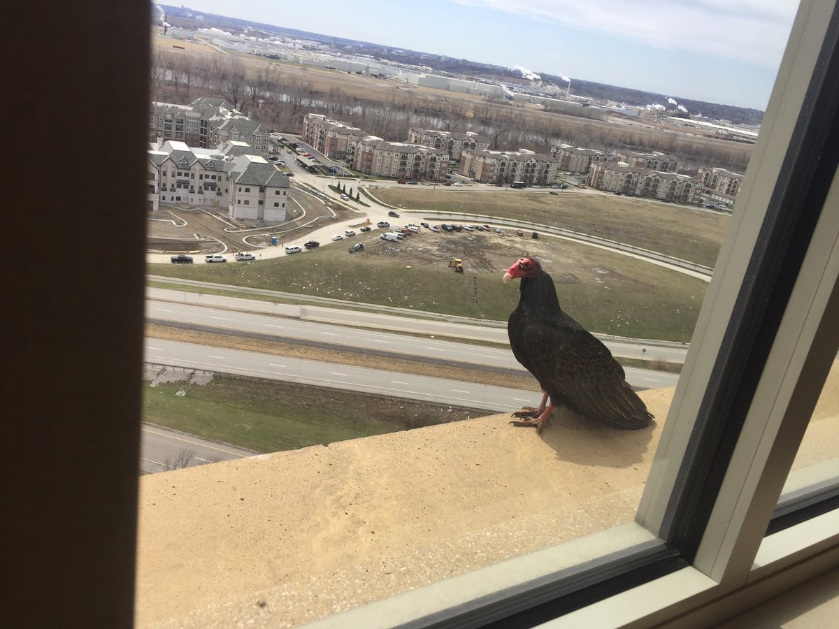 ArlanFF101's tweet photo. Vultures are hanging around the soybean market today. #oatt https://t.co/YscibAV5pv