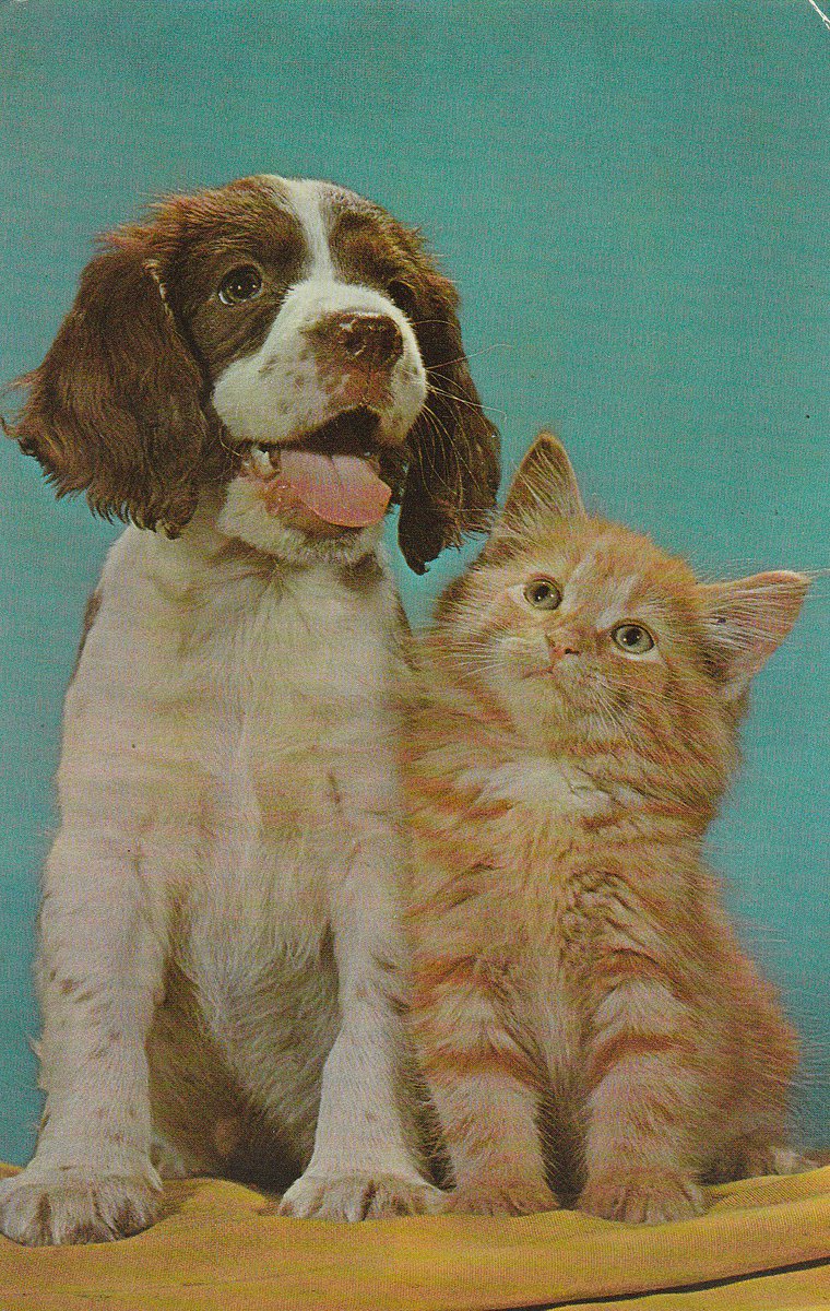 english springer spaniel and cats
