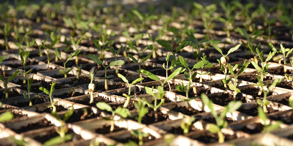 Trees restore hope. They filter water pollution, sequester carbon, prevent erosion, absorb flood waters, shelter wildlife and more. Celebrate #EarthMonth by becoming a monthly donor and help us ensure everyone can experience the benefits of trees: ow.ly/lpCf30jiuri