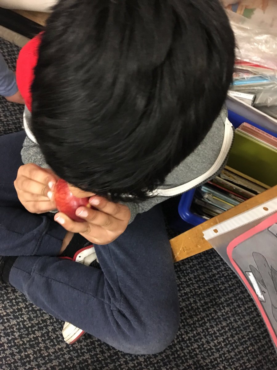 gillis_mrs's tweet photo. M2 participating in the #greatbigcrunch at the same time with all students @tdsb_JDP. #FoodShareTO https://t.co/nH5QvXtzXn