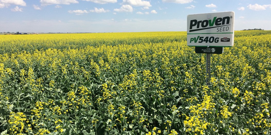 ProvenSeed's tweet photo. Still deciding on those final acres? Consider #PV540G! High-yielding #RoundupReady #canola with top #blackleg available exclusively at #CropProductionServices. https://t.co/OIurFHO6x9 https://t.co/z5kMCl3dN6