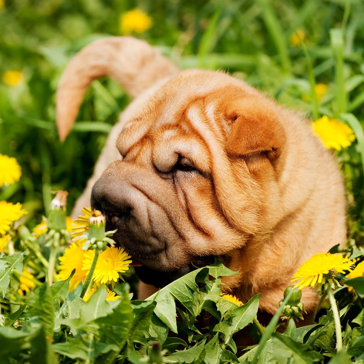 AnimalPlanet's tweet image. Wise, wrinkly puppies... 🧐