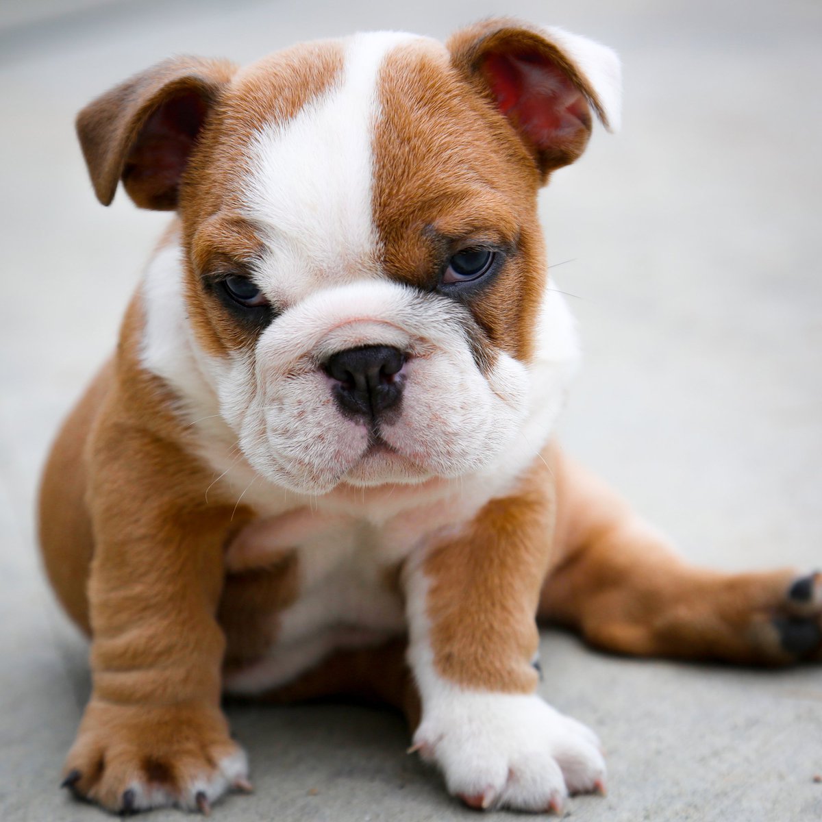 AnimalPlanet's tweet image. Wise, wrinkly puppies... 🧐