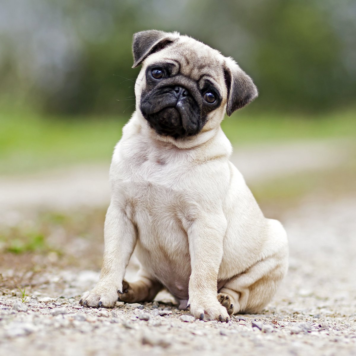 AnimalPlanet's tweet image. Wise, wrinkly puppies... 🧐