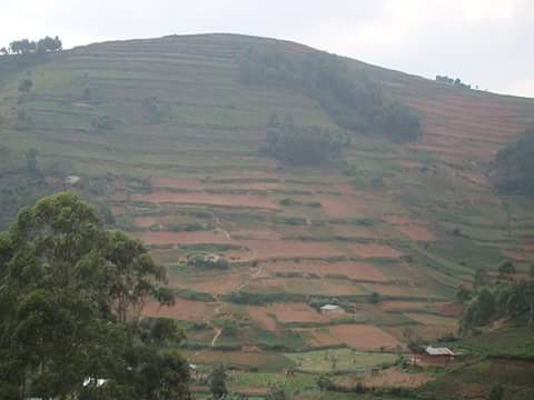 link_farmers's tweet photo. @MAAIF_Uganda  is working with farmers in Uganda to revamp agric production in formerly eroded or degraded  areas.
https://t.co/YSxkit0rvD https://t.co/g8WnZhMQPu