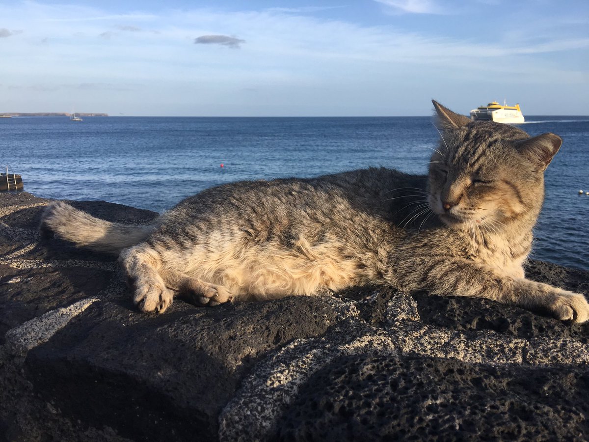 raubrey's tweet photo. This one has bags of attitude so I tried to photograph him with a boat as a hat. #catsoflanzarote https://t.co/sfz9uFi1fp