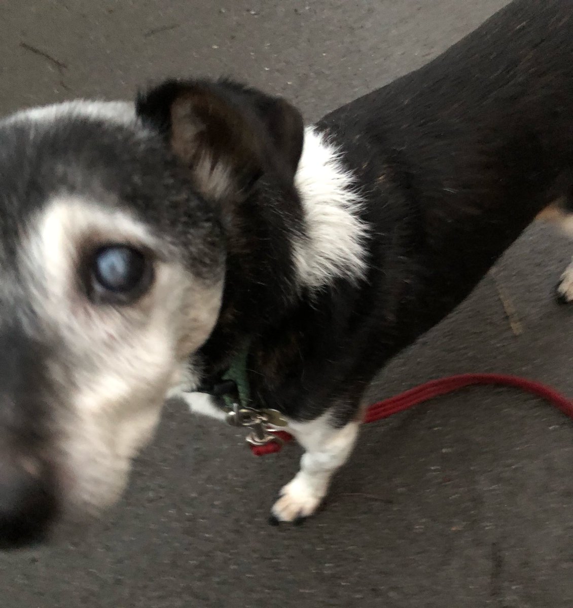 ArchieAndWilson's tweet photo. Walker has taken us walkies in the rain. Fair to say I’m #Fumin https://t.co/3IeNAzreFu