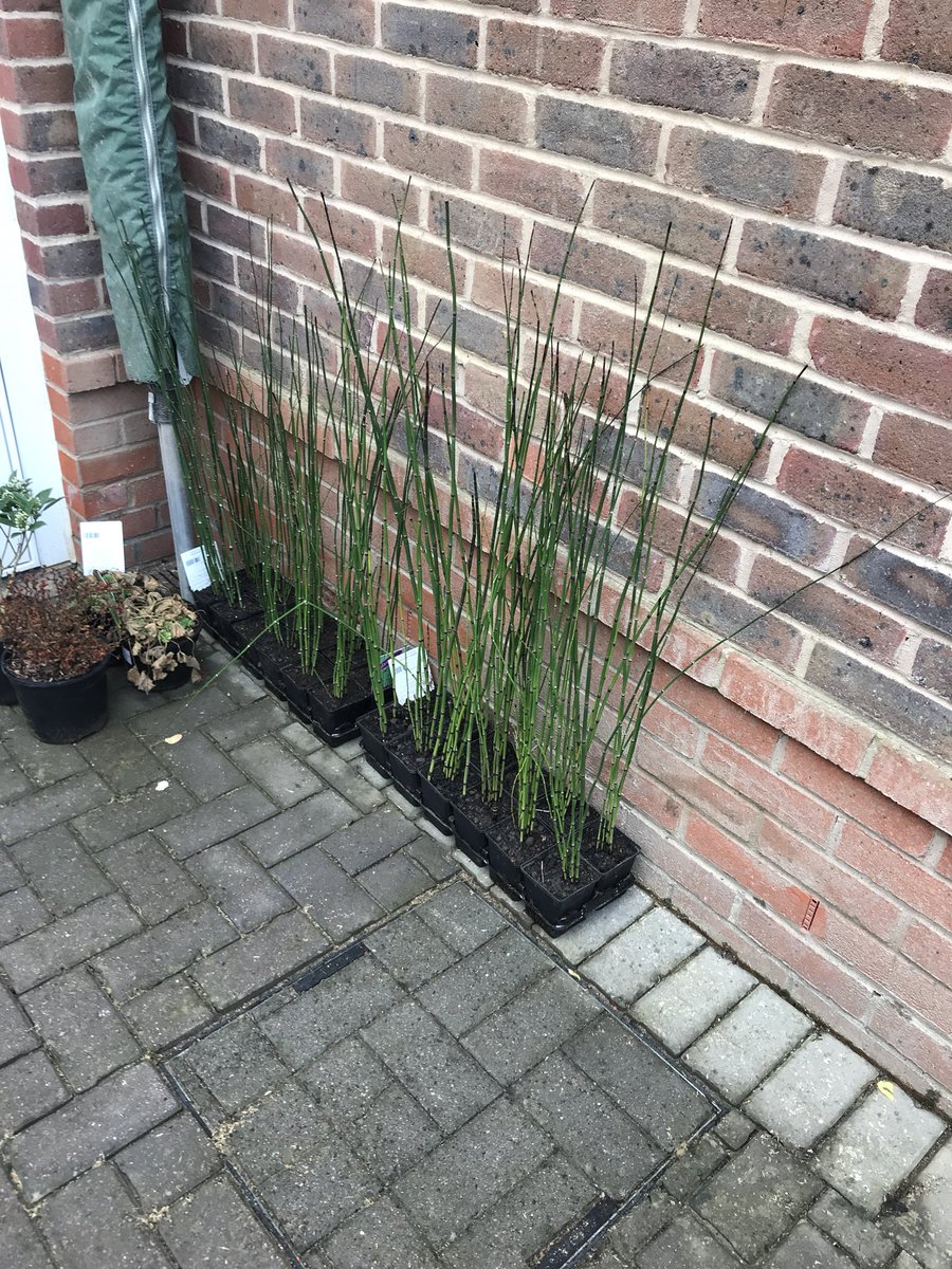 ConquestSpaces's tweet photo. Planting my favourite ‘Equisetum Japonicum’ today, love this aquatic  horsetail. Big taxus cubes are in along with irrigation and lighting, might have time to finish before the baby comes tmoz! 😁 #SneakyPeeky @happilyHeather @ProvenderTweets  @MarshallsReg @ProLandscaperJW https://t.co/4Q25CIe5YU