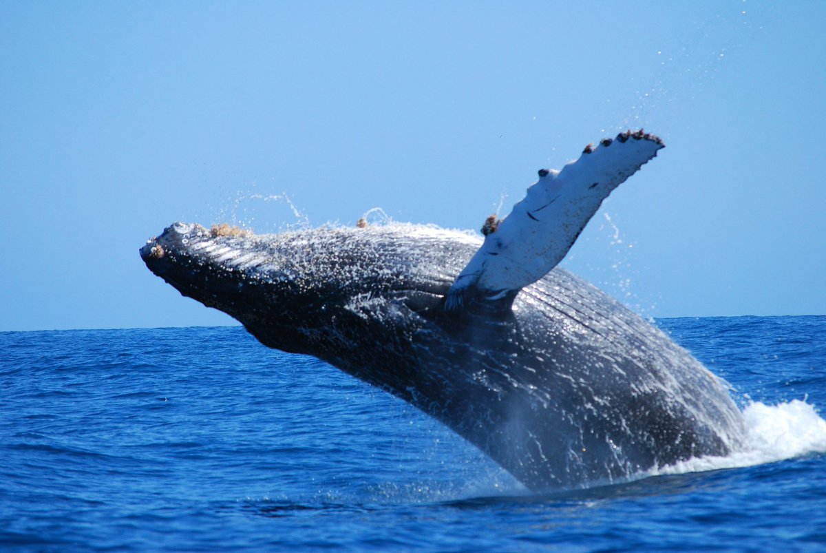 🌊 La península de baja california es el lugar ideal para que las 🐋 ballenas lleguen a dar a luz y criar a sus ballenatos gracias a la abundante vida marina y las aguas poco profundas que el destino ofrece. 🐋 🌊