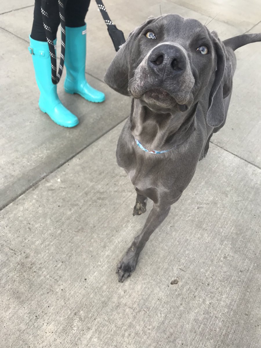 Dogs Of IUP tweet media