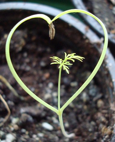 Leer alles over zelf compost maken op 14 april in Mariahoeve Den Haag van CompostBakker Jan Morsch. Meer info op: decompostbakkers.wordpress.com