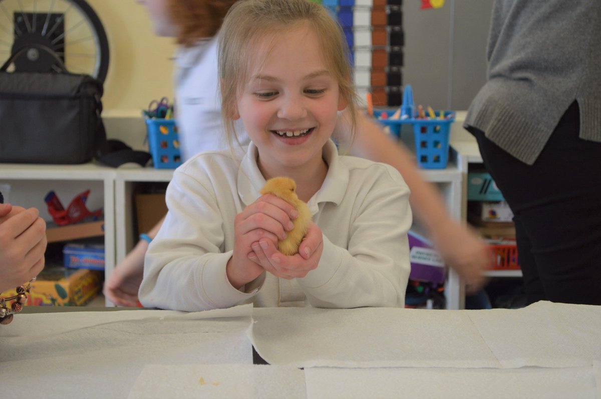 StPaulsSchoolMD's tweet photo. It may not feel like it, but spring is here and so are the baby chicks! In our Community Garden and Lower School Science Lab students get the opportunity to engage with live animals throughout the year. @CCrusies https://t.co/QHVKAi2Cnu