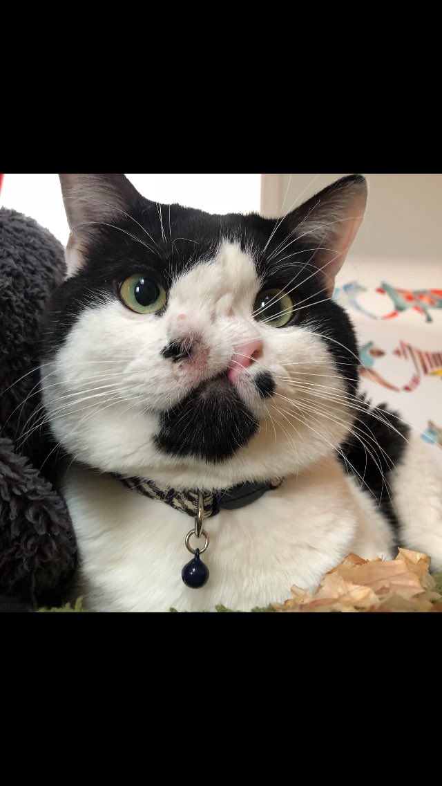 The Odd Cat Sanctuary tweet media