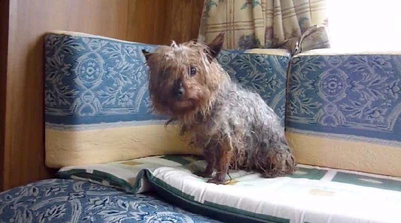 PawManeFin tweet media