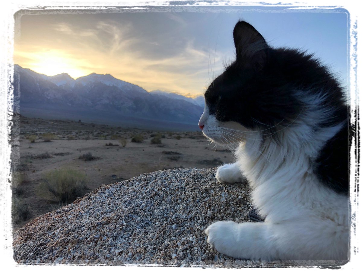 mavericktux's tweet photo. Alabama Hills Sunset! πππ #rvcat #rvkitty #rvlife #vanlife #adventurecat #explorationcat #tuxedocat #mygreatcat #bestmeow #roadtrip #boondocking #alabamahills #lonepine #mountwhitney #california #catsofinstagram https://t.co/IhpXproZDY
