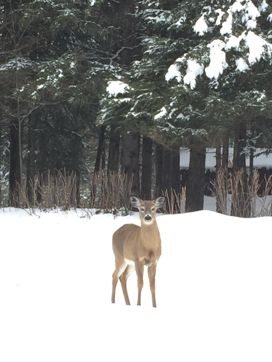 Nous avons un nouvel ami au bureau d'accueil touristique du village du Mont-Tremblant​. 😍 
mont-tremblant.ca/nous-joindre/
#MontTremblant #ExploreCanada #Animaux
 
We have a new friend at the Mont-Tremblant Tourist Information Center.  😍
mont-tremblant.ca/en/contact-us/