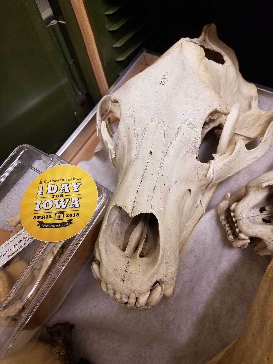 CodyCrawfordBio's tweet photo. #1DayforIowa I support the UI Pentacrest museums because they support me! Specifically, working here gives me the opportunity to interact with unique and amazing objects like this massive brown bear skull! #UIMNH #MuseumScience https://t.co/R2RMHAVN3L