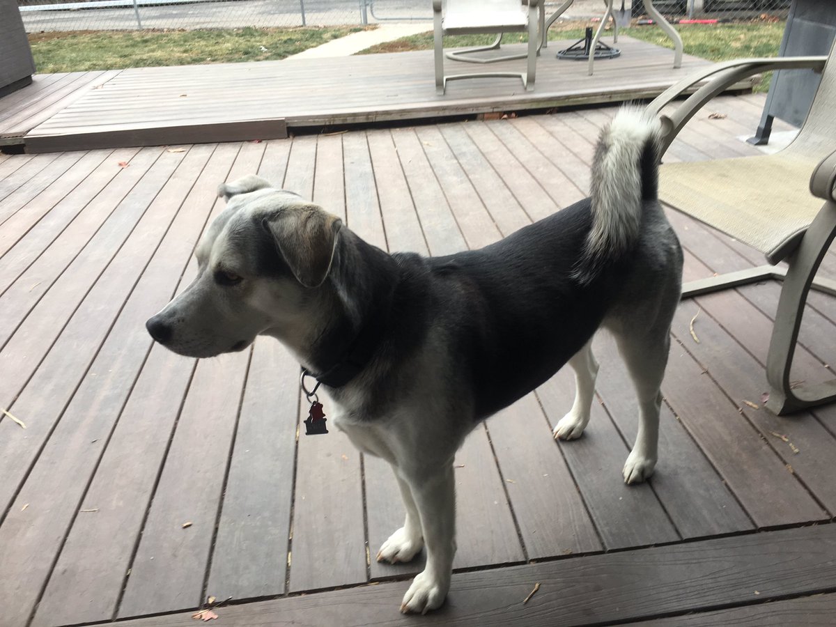 DebKeckley's tweet photo. #7pets Hoku and Dolly https://t.co/pnhnbS10xt