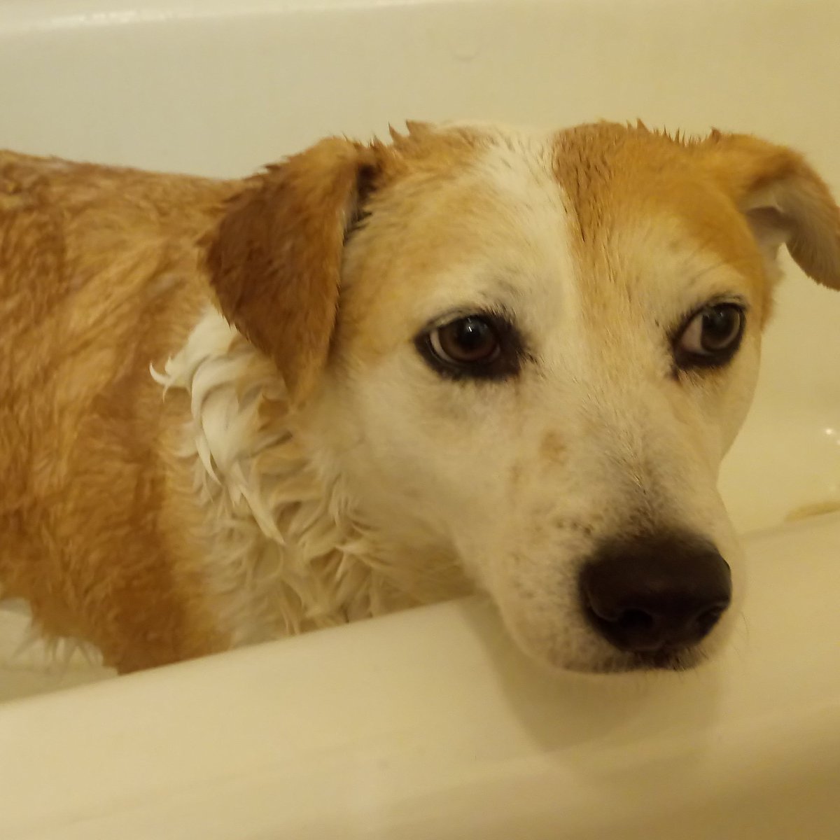 Quang Le tweet media