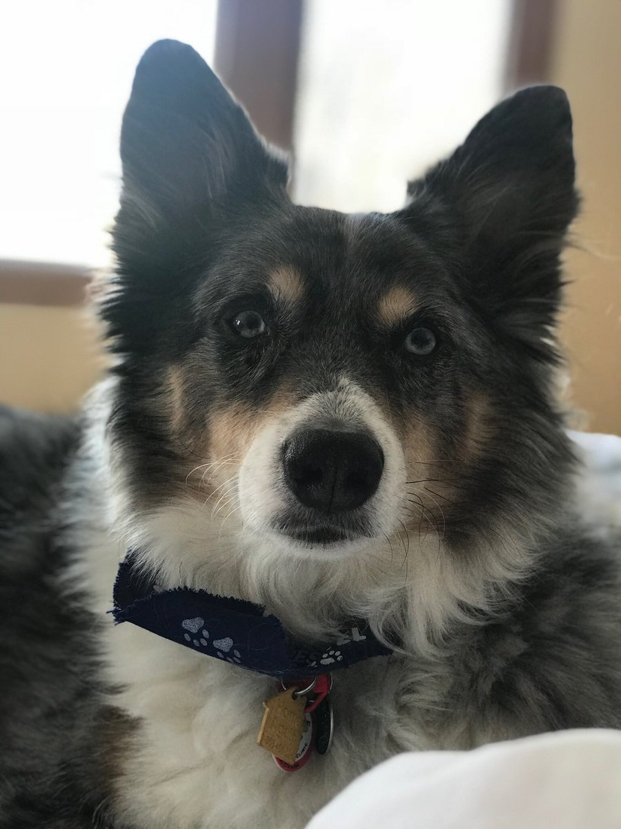 LivingInNormal's tweet photo. Big shout out to this sweet boy on #nationalpuppyday! Thank you, Wrango, for all of your unconditional love! 💖🐶 #instadog #instadogs #puppylove #dog #dogsarelove #dogs https://t.co/YjiXC0uhZd