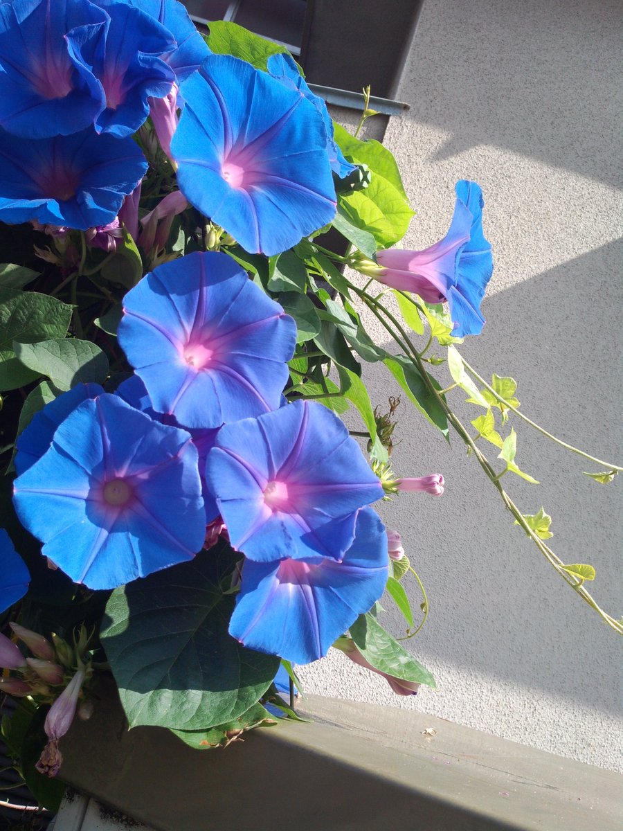 覚醒エタニティ