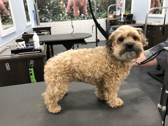 Monroe 🐾 Stylist: Andi  #northeastgrooming #2702 #makeover @LauraG_DAT