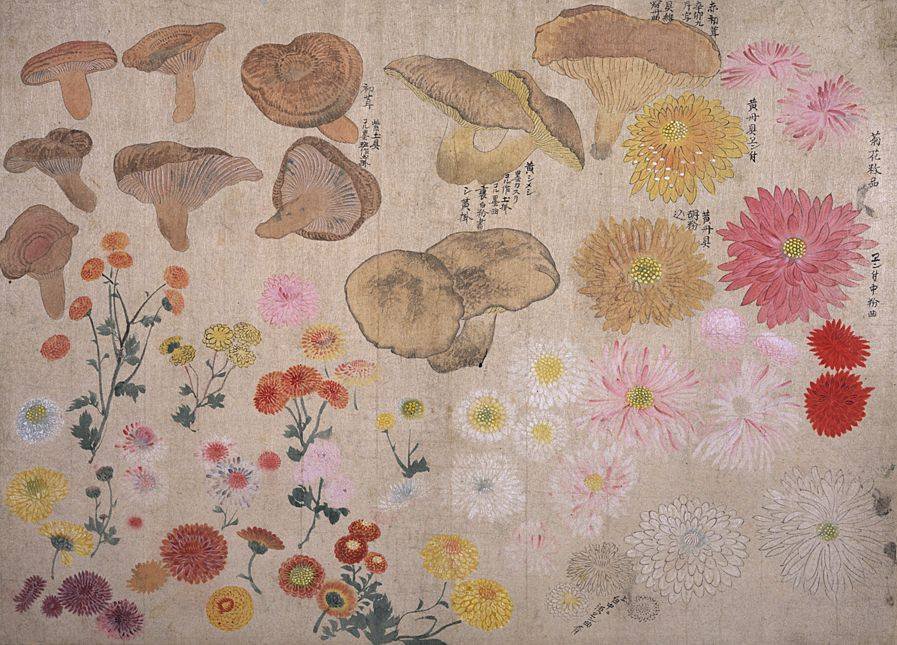 円山 応挙 Maruyama Ōkyo (1733 – 1795) 百蝶図, Flowers and mushrooms