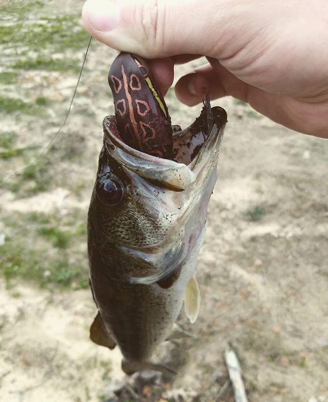 CrouchOutdoors's tweet photo. Last one of today I'd say was a bit hungry. #fishing #bassfishing #texasbassfishing #texasfishing #texasangler #freshwater #largemouthbass #lmb https://t.co/Q0UeEAwTLi