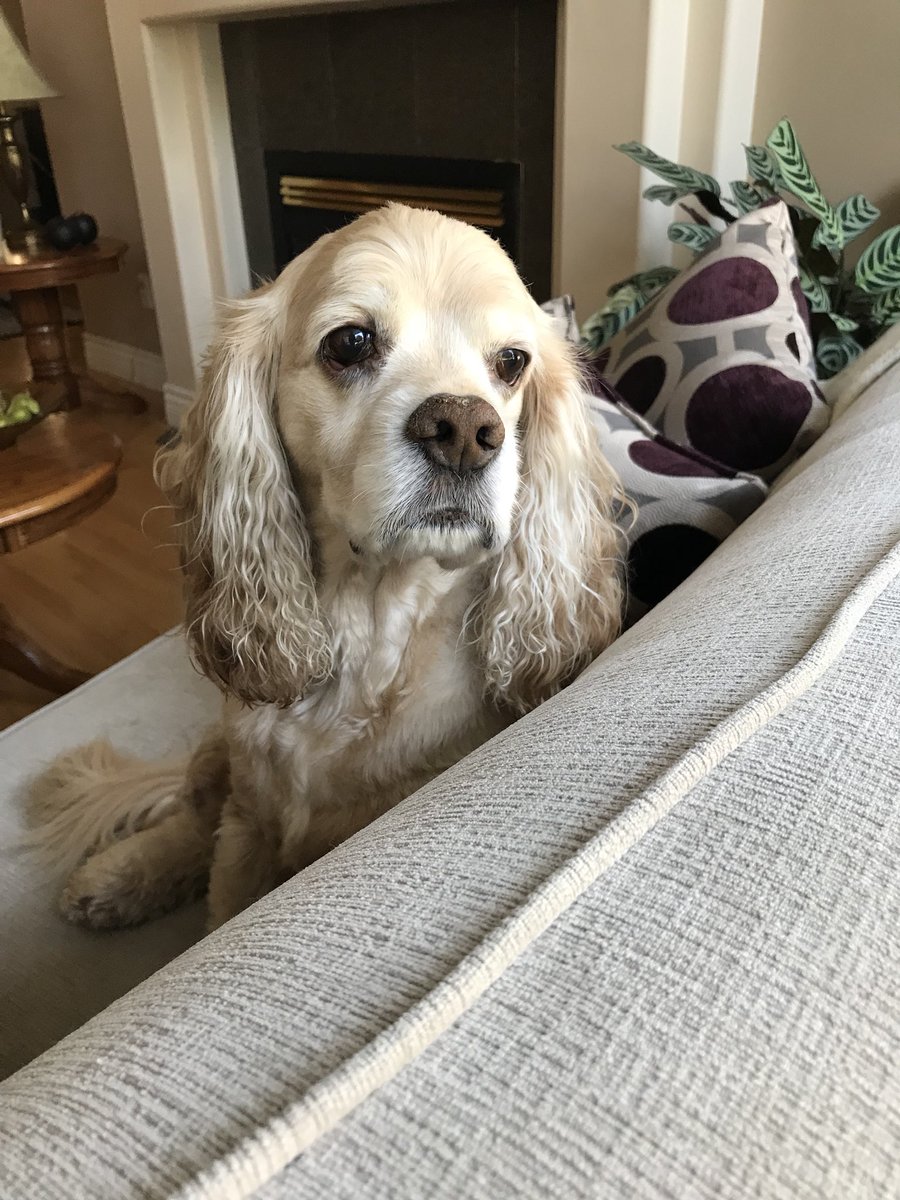 brad_maas's tweet photo. Even though he’s almost 11, he still acts like a puppy #NationalPuppyDay https://t.co/ZiEkIzsQNX