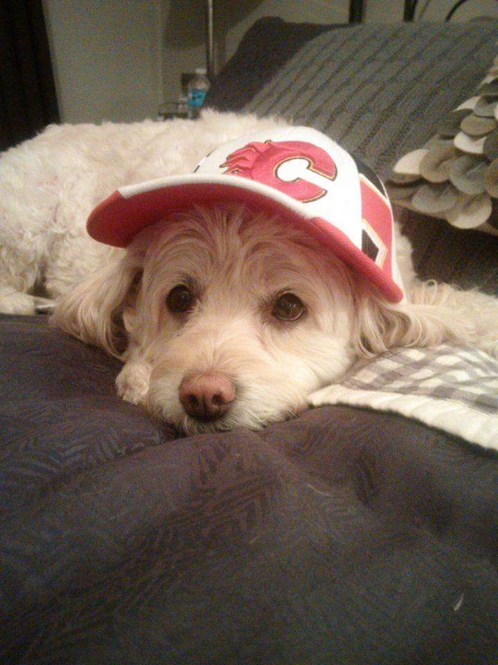 geta02it's tweet image. #NationalPuppyDay