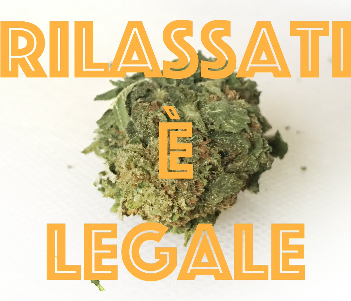 Bio_Cbd tweet picture