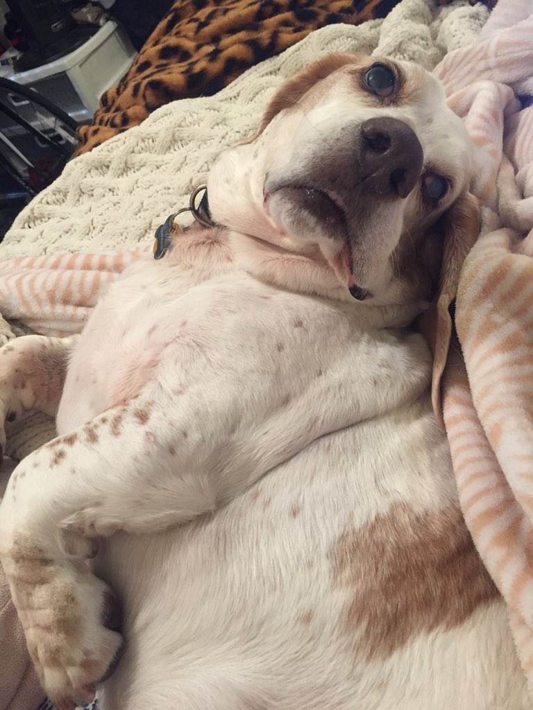 k_westphaln's tweet photo. Happy #NationalPuppyDay from #DroopyGrouper! https://t.co/ordzqjvK7K