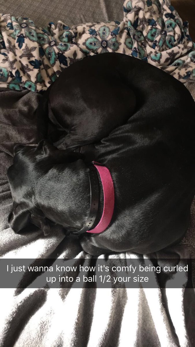 tifflocke's tweet image. #sleepydoggo