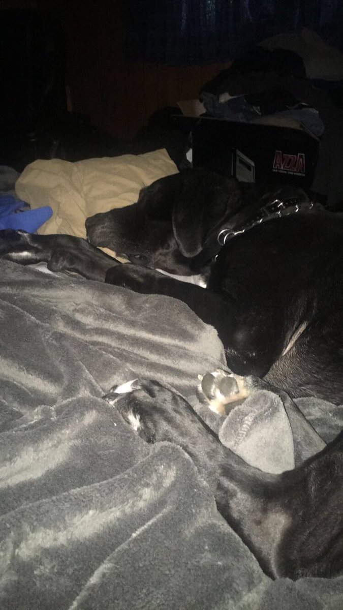 tifflocke's tweet image. #sleepydoggo