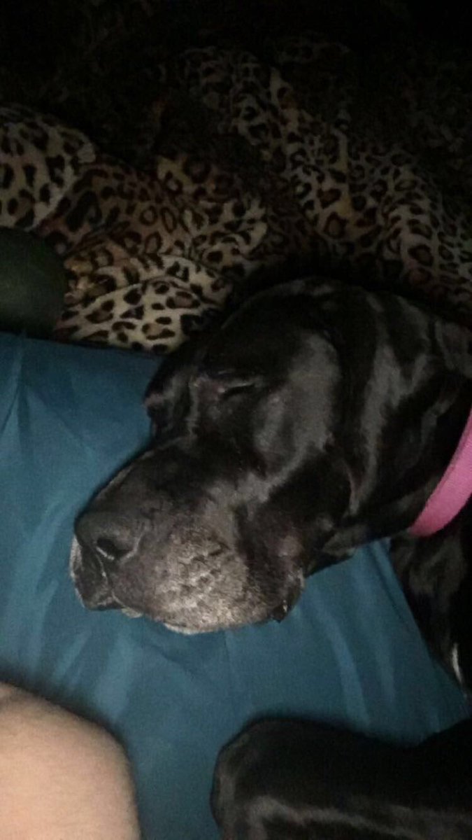 tifflocke's tweet image. #sleepydoggo