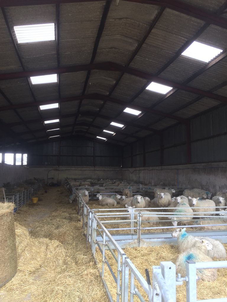 EvsNo8's tweet photo. It’s round 2 of #lambing2018 #2ndlot  are in the shed so we crack on again. #halfbreds #farmtofork #springlambs https://t.co/umoG7WBiOv