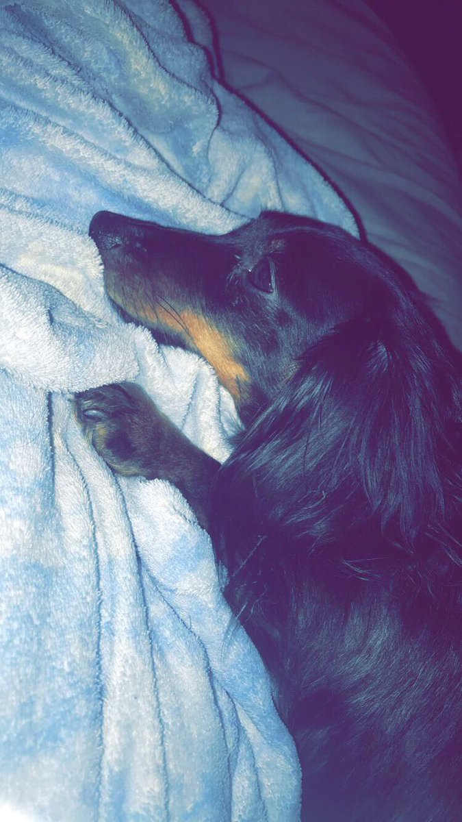LexVandy's tweet photo. #NationalPuppyDay 🐾❤️ https://t.co/xZSo3NGKK6